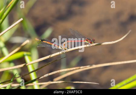 De grands damselflies rouges en flic Banque D'Images