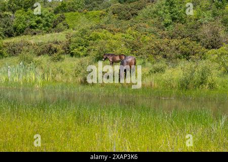 Exmoor poneys pâturant près de l'étang sur Daisy Hill NR au début de l'été Banque D'Images