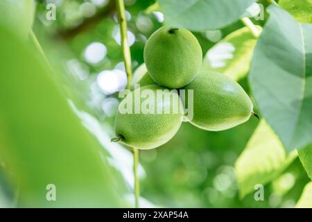 Les noix non mûres pendent sur une branche de noyer. Feuilles vertes et fruits crus en jeune coquille verte de Juglans regia. Concept de nature pour le design Banque D'Images