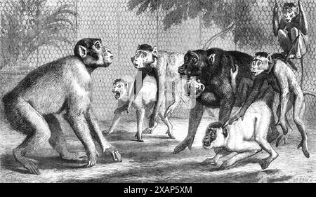 Une nouvelle arrivée au Zoological Society's Gardens, Regent's Park, 1868. Un singe chinois au zoo de Londres. C'est un mâle adulte, âgé de cinq ou six ans, originaire de la province de Szechuan, en Chine. Lors de la réunion de la société..., une description de l'animal a été donnée par le Dr Gray, qui propose de conférer le nom de Macacus lasiotus à cette rare espèce de singe. C'est le seul spécimen actuellement en Europe... quand cet étranger a été placé dans la maison des singes,... sa réception par les autres détenus de la cage a été une scène très amusante... une demi-douzaine d'entre eux se sont précipités en avant, sautant et sautant, w Banque D'Images