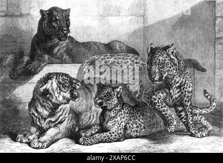 Léopards et tigress récemment ajoutés à la collection de la Zoological Society, Regent's Park, 1868. « Quelques ajouts précieux ont récemment été apportés à la collection de la Zoological Society of London dans les jardins de Regent's Park, qui attirera autant de visiteurs que l'année dernière lorsque les journées ensoleillées et lumineuses reviendront à notre climat. Quatre des nouveaux spécimens de grands carnivores sont représentés dans la gravure, à partir d'un dessin de Mr. S. carter. Il s'agit du léopard noir (felis leopardus) présenté à la Société zoologique par le major John Pearse, du corps d'état-major de Madras ; un petit léopard de Zanziba Banque D'Images