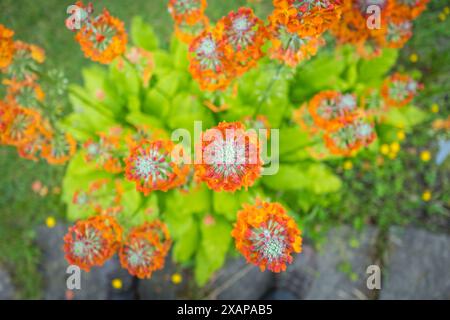 Primula bulleyana également connue sous le nom de plante primula de Bulley en pleine fleur. Banque D'Images