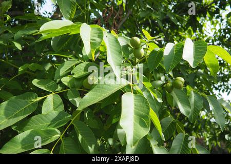 Juglans regia, le perse, anglais, carpates ou Madère noyer, noyer commun. grand arbre à feuilles caduques. Sources d'allergènes alimentaires. Feuillage et fruits Banque D'Images