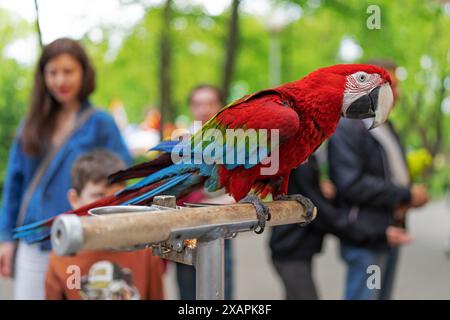 Oiseau d'aras écarlate les animaux de compagnie sont des amis des gens. Les gens dans le parc regardent le perroquet Macaw. Grand oiseau, belles, couleurs vives Banque D'Images