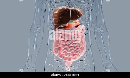 Structure anatomique de l'estomac et de l'œsophage humain, foie, corps avec organes du système digestif, hépatite, intestin, vésicule biliaire, gastro-intestinal, médical Banque D'Images