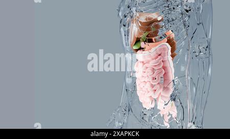 Structure anatomique de l'estomac et de l'œsophage humain, foie, corps avec organes du système digestif, hépatite, intestin, vésicule biliaire, gastro-intestinal, médical Banque D'Images