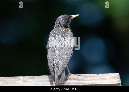 Starling [Sturnus vulgaris] bronzer sur une table à oiseaux sur un fond sombre au début de l'été soleil. Banque D'Images