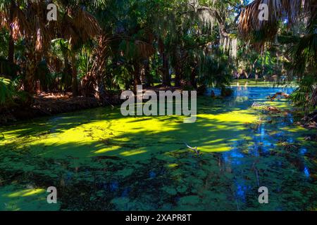 Impressionnants chênes dans le parc municipal de la Nouvelle-Orléans, Louisiane, États-Unis. Banque D'Images