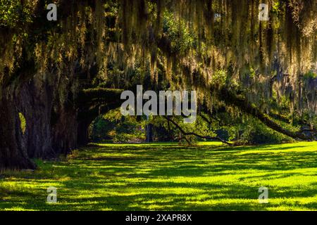 Impressionnants chênes dans le parc municipal de la Nouvelle-Orléans, Louisiane, États-Unis. Banque D'Images