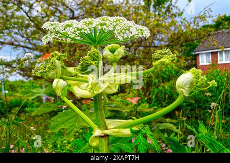 Heracleum sonowskyi, l'asperge de Sosnowsky est une espèce exotique envahissante de l'Union européenne. C'est dangereux pour les humains Banque D'Images