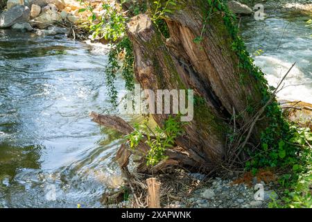 Rivière qui coule avec arbre brisé et fendu au premier plan. L'arbre est déjà envahi par d'autres plantes. Lumière du soleil et ombres sur la scène. Banque D'Images