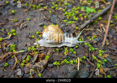 L'escargot rampant à travers la forêt, l'escargot romain, Helix pomatia Banque D'Images