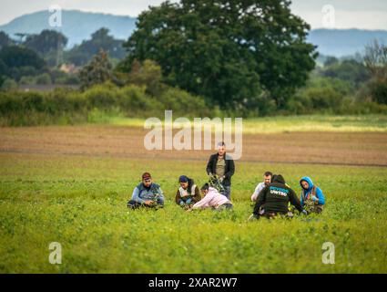 Un groupe de travailleurs migrants traite les pois récoltés dans un champ du Worcestershire Banque D'Images