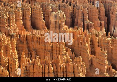 Détail sur hoodoos - formations rocheuses uniques en grès faites par érosion géologique. Prise au lever du soleil dans le parc national de Bryce, Utah, États-Unis Banque D'Images