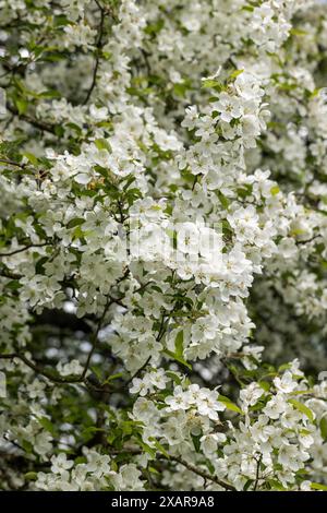 Belle fleur blanche de Prunus Taihaku (cerisier blanc) floraison en avril / mai dans un jardin anglais, Angleterre, Royaume-Uni Banque D'Images