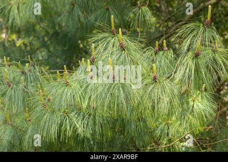 Gros plan sur Pinus Wallichiana, le pin du Bhoutan et son aiguille comme le feuillage et les pommes de pin. Un conifère à feuilles persistantes (conifères) poussant en Angleterre, au Royaume-Uni Banque D'Images