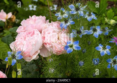 Gros plan de belles roses roses et Nigella damascena bleu et blanc, (amour-dans-une-brume) floraison dans une frontière de jardin d'été anglais, Angleterre, Royaume-Uni Banque D'Images