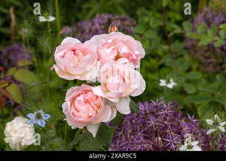 Roses roses, alliums violets et Nigella damascena floraison dans une frontière de jardin d'été en Angleterre, Royaume-Uni Banque D'Images