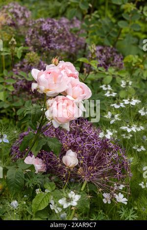 Roses roses, alliums violets et Nigella damascena floraison dans une frontière de jardin d'été en Angleterre, Royaume-Uni Banque D'Images