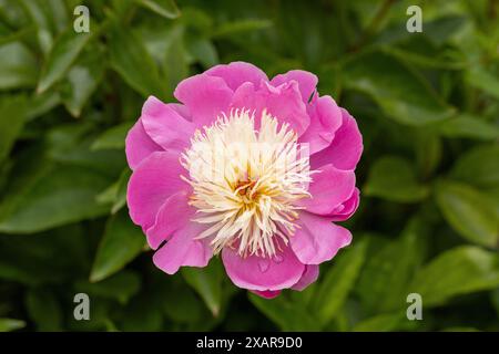 Gros plan d'une pivoine rose (Paeonia) fleurissant dans un jardin anglais en juin, Angleterre, Royaume-Uni Banque D'Images