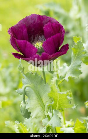 Gros plan d'un seul pavot violet foncé (Papaver somniferum) avec des feuilles et des bourgeons fleurissant dans un jardin anglais en juin, Angleterre, Royaume-Uni Banque D'Images