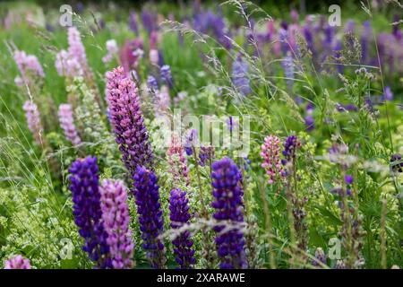 La semaine du cyclisme, Lupinus, communément appelé lupin, lupin ou bluebonnet, est un genre de plantes de la famille des légumineuses Fabaceae. Banque D'Images