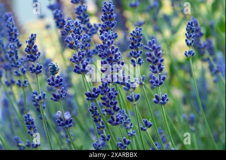 Gros plan de fleurs de lavande en fleurs avec un fond vert flou Banque D'Images