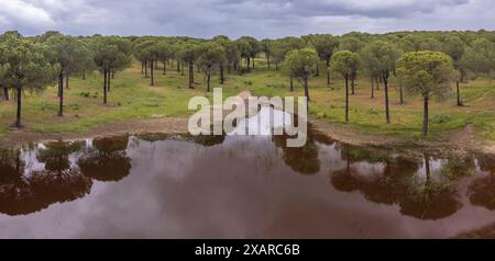 Réservoir et forêt de pins de San Walabonso, Niebla, Huelva, Andalousie, Espagne. Banque D'Images