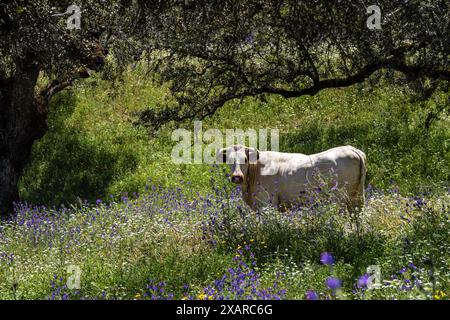 Vaches qui paissent dans un pâturage fleuri, réservoir Aracena, Huelva, Andalousie, Espagne. Banque D'Images