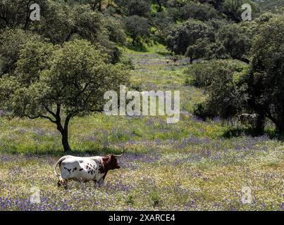 Vaches qui paissent dans un pâturage fleuri, réservoir Aracena, Huelva, Andalousie, Espagne. Banque D'Images