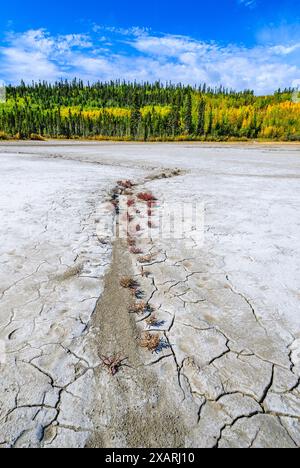 Plantes halophytes poussant dans la boue en croûte de sel à la lisière des salines du parc national Wood Buffalo, dans le nord du Canada. Banque D'Images