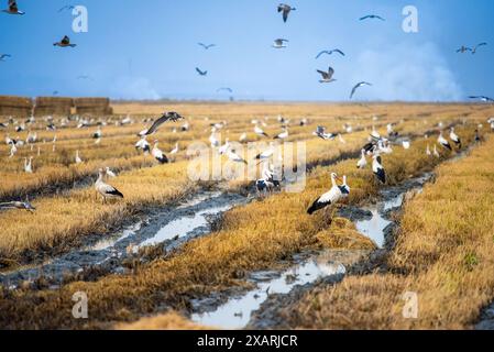 Goélands, cigognes et autres oiseaux se nourrissant dans un champ de riz récemment récolté situé à Isla Mayor, marais de Doñana, Séville, Espagne. Banque D'Images