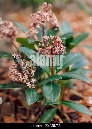 Floraison Skimmia japonica Rubella, vue rapprochée de la plante Banque D'Images