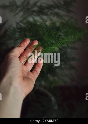 Greening Up : point de vue vertical gros plan de la main d’une femme touchant la fougère en dentelle, asperges plumosus, dans un pot blanc. Banque D'Images