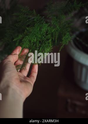 Greening Up : point de vue vertical gros plan de la main d’une femme touchant la fougère en dentelle, asperges plumosus, dans un pot blanc. Banque D'Images
