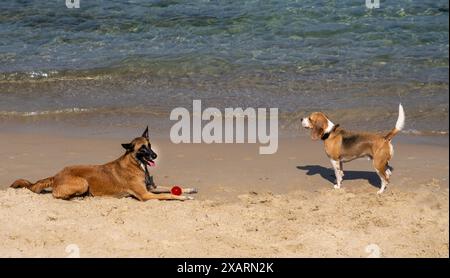 Chiens à la plage de chien à Mitsisim Beach, tel Aviv Banque D'Images