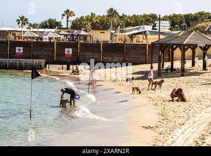 Chiens à la plage de chien à Mitsisim Beach, tel Aviv Banque D'Images