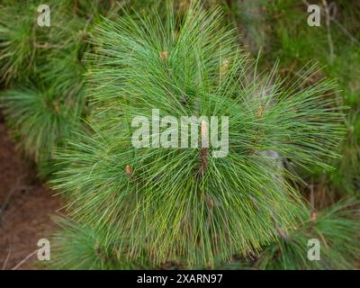 forêt de pins dense au printemps avec de jeunes aiguilles légères sur les branches. fond naturel et paysage. forêt réservée Banque D'Images