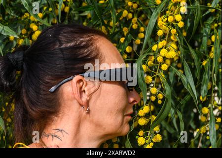 Une femme adulte inhale l'arôme des fleurs de mimosa. À Chypre au printemps 1 Banque D'Images