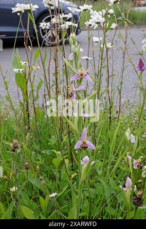 Bee Orchid sur un rond-point près de Cirencester Gloucestershire Banque D'Images