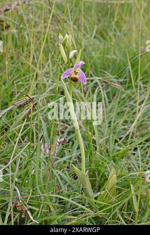 Bee Orchid bicolor dans les Cotswolds Gloucestershire Royaume-Uni Banque D'Images