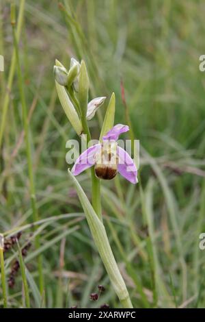 Bee Orchid bicolor dans les Cotswolds Gloucestershire Royaume-Uni Banque D'Images