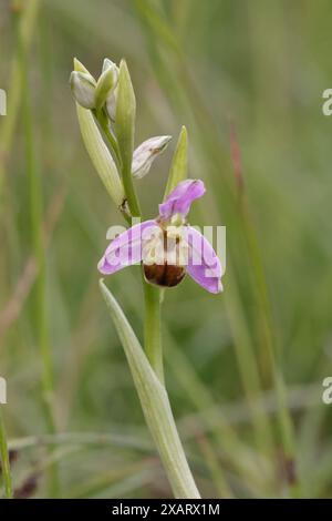 Bee Orchid bicolor dans les Cotswolds Gloucestershire Royaume-Uni Banque D'Images