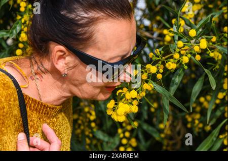 La femme adulte dans le buisson mimosa respire librement pendant la saison allergique2 Banque D'Images