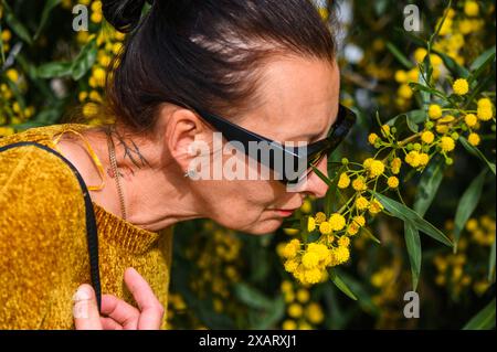 Une femme adulte inhale l'arôme des fleurs de mimosa. 1 Banque D'Images