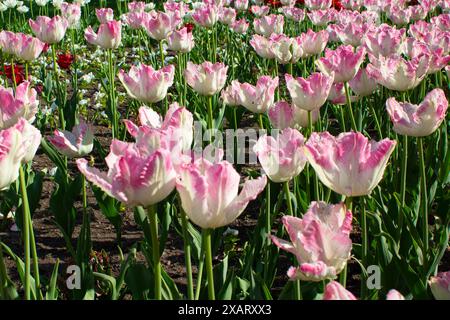 Délicates tulipes blanc-rose poussant dans le parc. Les tulipes fleurissent au printemps. Une variété rare de tulipes Banque D'Images