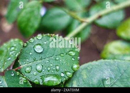 Pétale de rose avec des gouttes de pluie, fond bokeh, allemagne, Mönchengladbach Banque D'Images