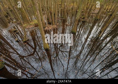Réflexions silencieuses dans une forêt humide dans le parc national de Congaree en Caroline du Sud Banque D'Images