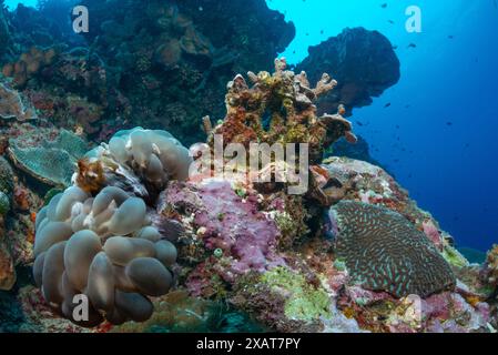 Bunaken Island - Reefscapes Banque D'Images
