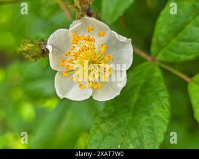 Fleur de Rosa multiflora, communément appelée rose multiflora, rose bébé et rose rambler, sur un fond flou de feuilles vertes et de tiges brunes Banque D'Images